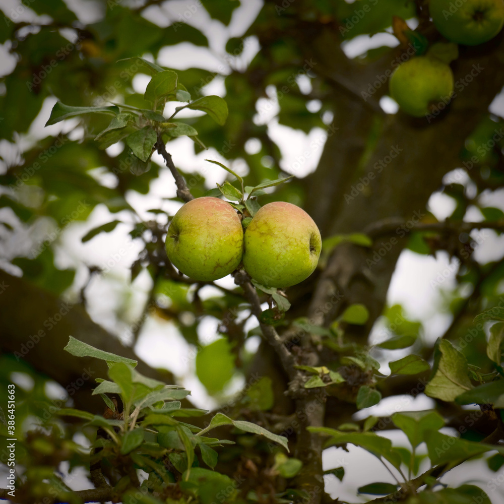 Unripe fruits of apples