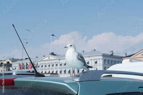 Wallpaper Mural a seagull on the roof and national flag of Finland
 Torontodigital.ca