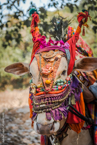Cow as a symbol of the sacred animal, decorated for the festival in Palolem, Goa, India