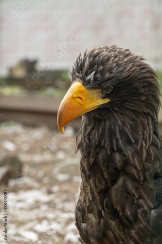close-up portrait of a golden eagle with a bright yellow beak