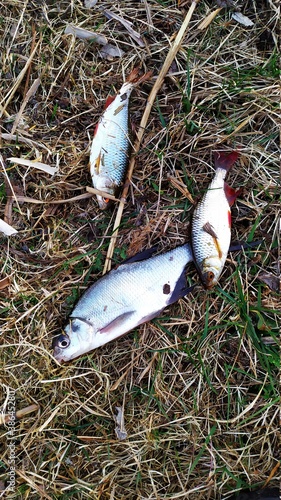 fish in the water