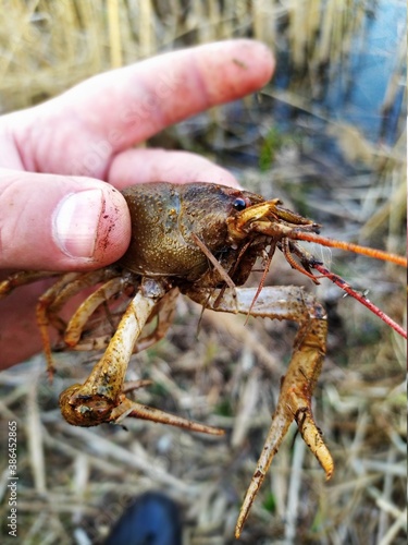 lobster in hands