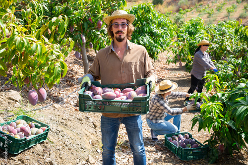 Portrait of successful gardener with box of ripe mango fruits during harvest in his orchard