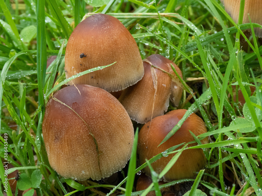 toadstools growing up through the grass a sign that Autumn has arrived toadstools growing up through the grass a sign that Autumn has arrived