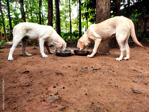feeding pet dog 
two white lab