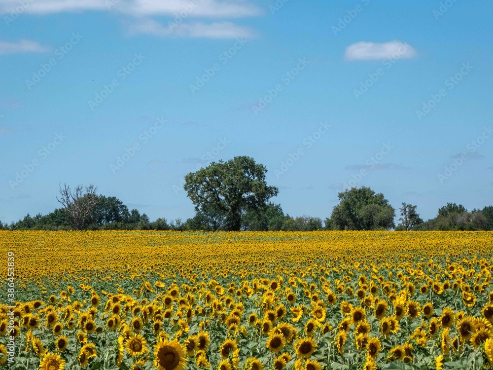 beautiful bright sea of sunflowers on a summers day beautiful bright sea of sunflowers on a summers day