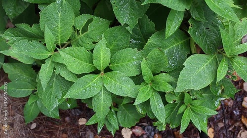 Wallpaper Mural Moving leaves of a small bush covered with water drops gradually coming to a still state Torontodigital.ca
