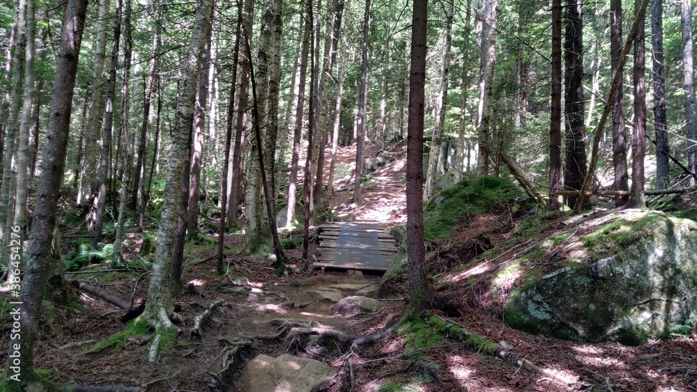 Obraz premium bridge in the forest