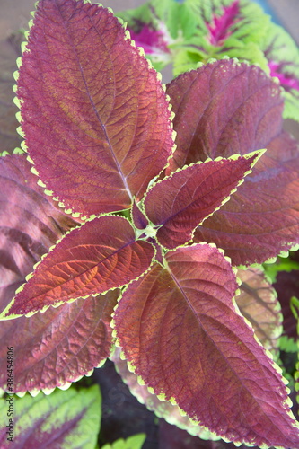 Coleus foliage, Plectranthus scutellarioides, Solenostemon scutellarioides