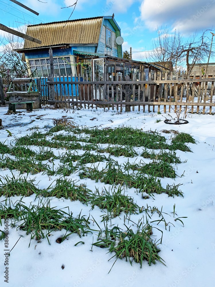 Agricultural field of winter oats under the snow in the garden. Green rows of young oats on a white field.