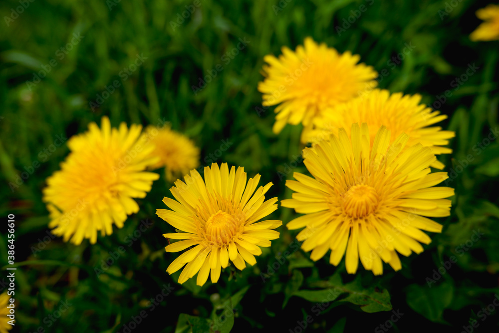 Fototapeta premium Edible fresh yellow blowball dandelion flowers.