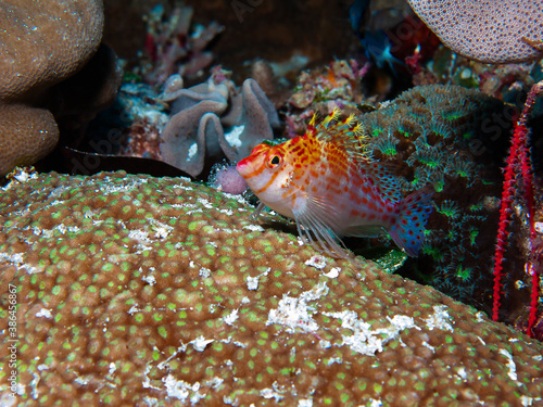 Falco Hawkfish (Cirrhitichthys falco) - Palau photo