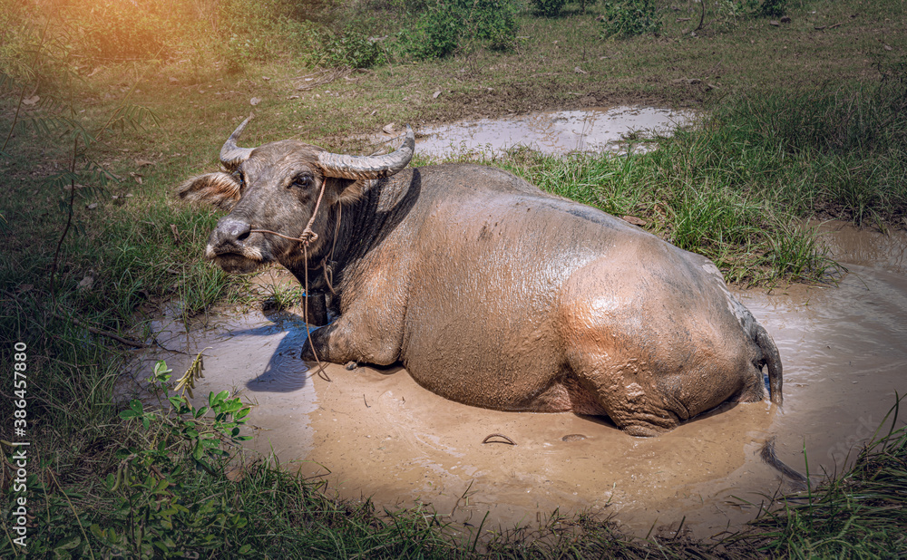 Obraz premium Swamp Buffalo soaked happily in mud water on summer at the rural village in Thailand