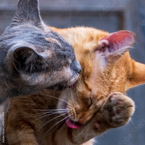 close up of Kissing cats