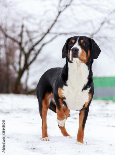 Dog in the snow, winter, Swiss mountain dog, entlebucher, male, adult, 3 years old.