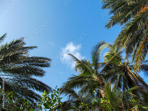 Wallpaper Mural Palm trees against blue sky background. Beautiful view up on a sunny summer day in Miami, Florida, USA. Torontodigital.ca