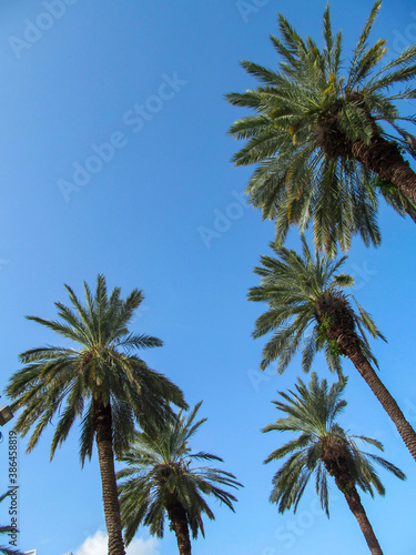 Palm trees against blue sky background. Beautiful view up on a sunny summer day in Miami  Florida  USA.