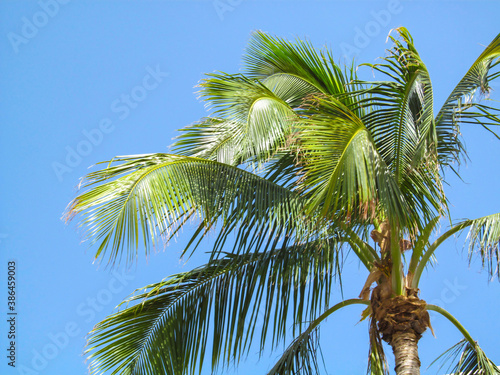 Palm trees against blue sky background. Beautiful view up on a sunny summer day in Miami, Florida, USA.