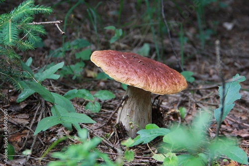 mushroom in the forest