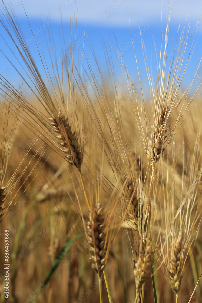 field of wheat field of wheat