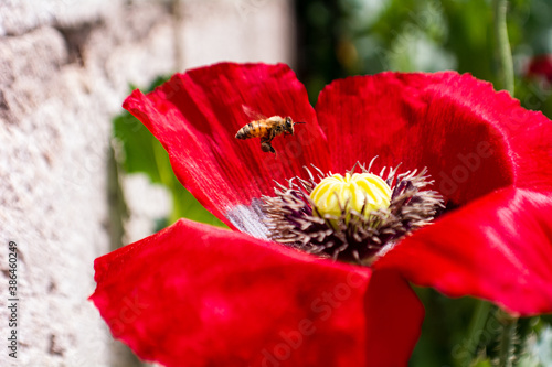 Flying bee collecting pollen on the red flower. Bee flying over yellow flower in blurred background.
