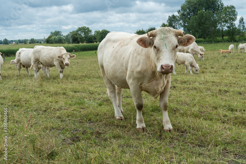 Weiße Kühe in der Normandie © Eberhard