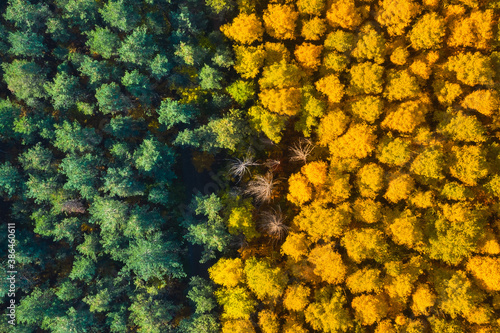 aerial view of the yellow-green forest in autumn from above