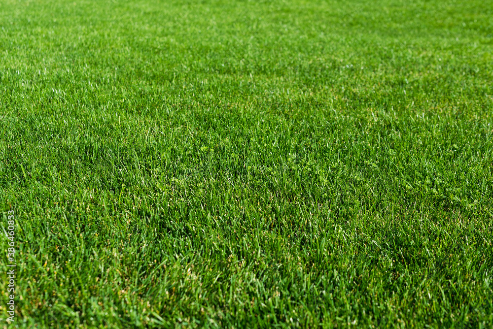 Green grass lawn in the garden, green flooring making concept, football pitch training or golf lawn. Green grass texture background, ground level view. Abstract natural background with selective focus Green grass lawn in the garden, green flooring making concept, football pitch training or golf lawn. Green grass texture background, ground level view. Abstract natural background with selective focus