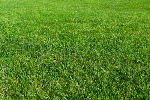 Green grass lawn in the garden, green flooring making concept, football pitch training or golf lawn. Green grass texture background, ground level view. Abstract natural background with selective focus