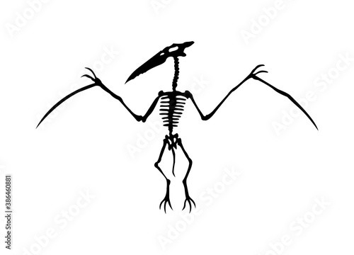 Vector silhouette of dinosaurs skeleton. Hand drawn dino skeleton. Bones of a flying dinosaur, exhibit fossils in the museum
