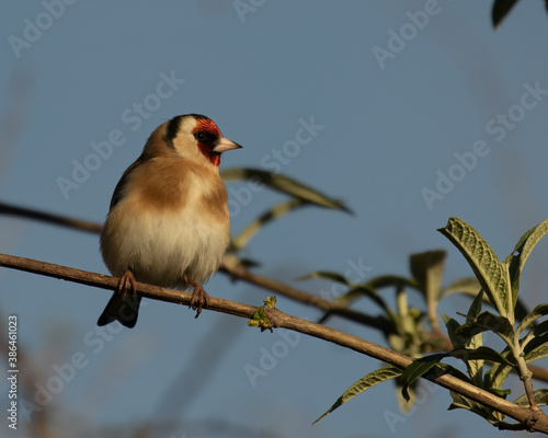 Beautiful Goldfinch, Carduelis carduelis, perched on Buddelia branch against blue sky looking towards right photo