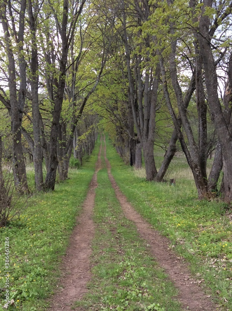 footpath in the park