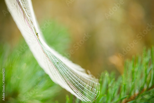 Big cowweb among blades in field in sun light at dawn. Spider's web in summer field in sun rays at dawn. photo