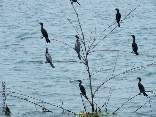 birds in the water