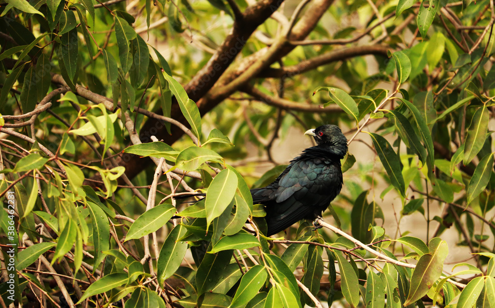 Asian Koel Bird on Branch of Tree Asian Koel Bird on Branch of Tree
