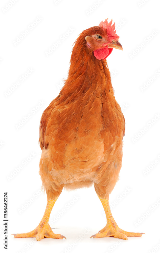 Fototapeta premium Brown hen isolated.