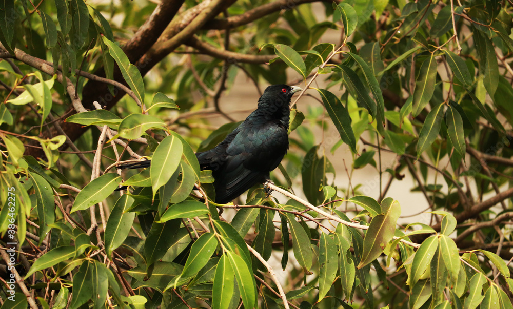 Fototapeta premium Asian Koel Bird on Branch of Tree
