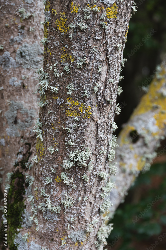 Close up and selective focus of a tree's bark covered with green moss during fall season