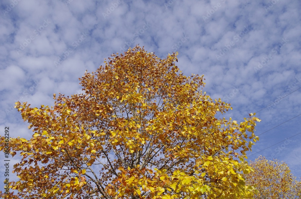 Arbre en habit d'automne Arbre en habit d'automne