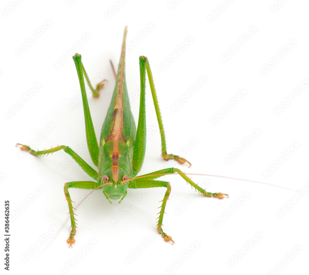 Grasshopper in front. Grasshopper in front.