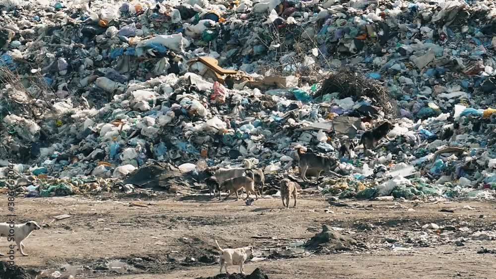 Dangerous stray dogs. A flock of stray dogs live in a city dump. Hungry