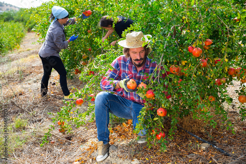 Portrait of adult farmer in process of harvesting ripe pomegranate on organic plantation