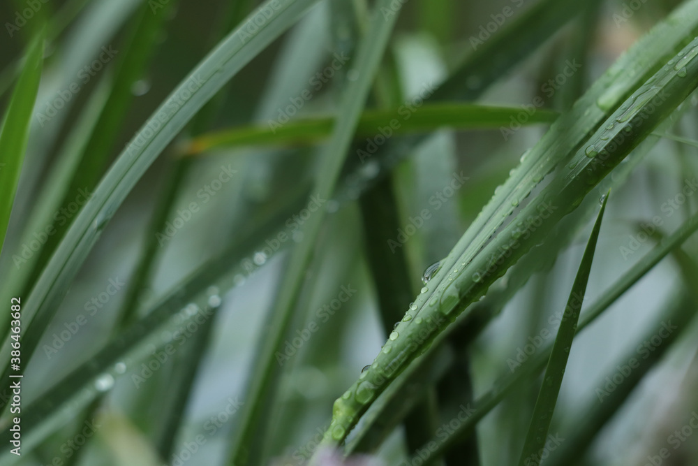 Raindrops on green saturated leaves after a rainy day. Rainy day on the river bank. Nature after the rain. Raindrops on green saturated leaves after a rainy day. Rainy day on the river bank. Nature after the rain.