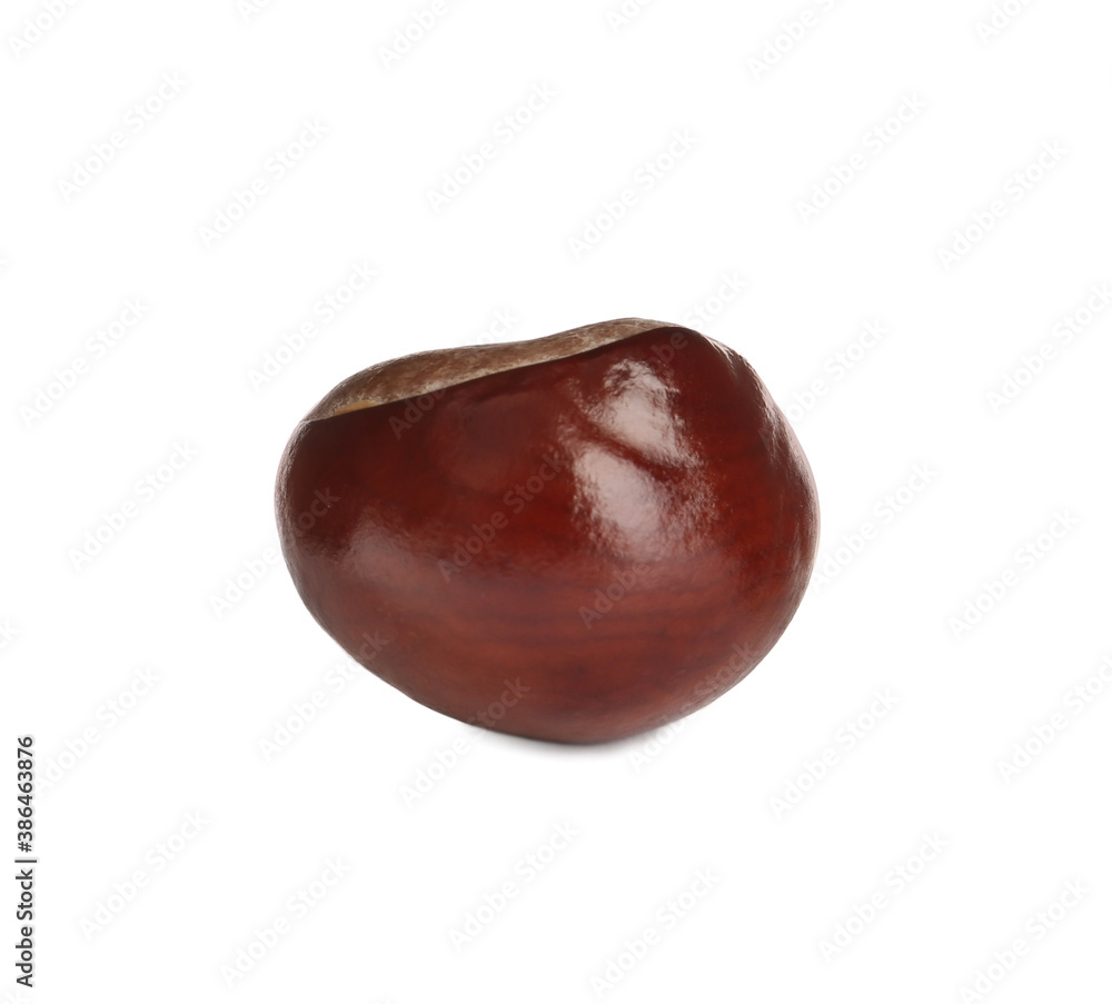 One brown horse chestnut isolated on white One brown horse chestnut isolated on white