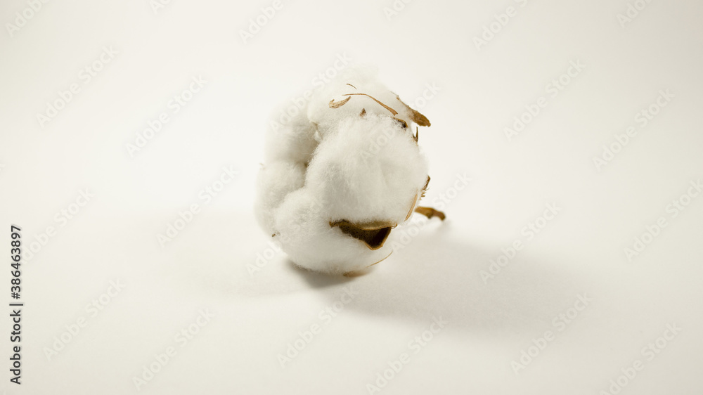Ripe cotton boll isolated on the white background. Cotton plant flower isolated on white background Ripe cotton boll isolated on the white background. Cotton plant flower isolated on white background