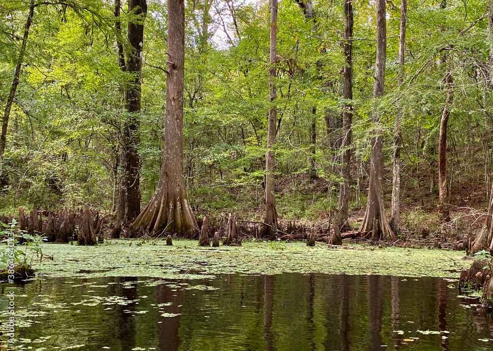 Fototapeta premium Ancient Cypress Trees