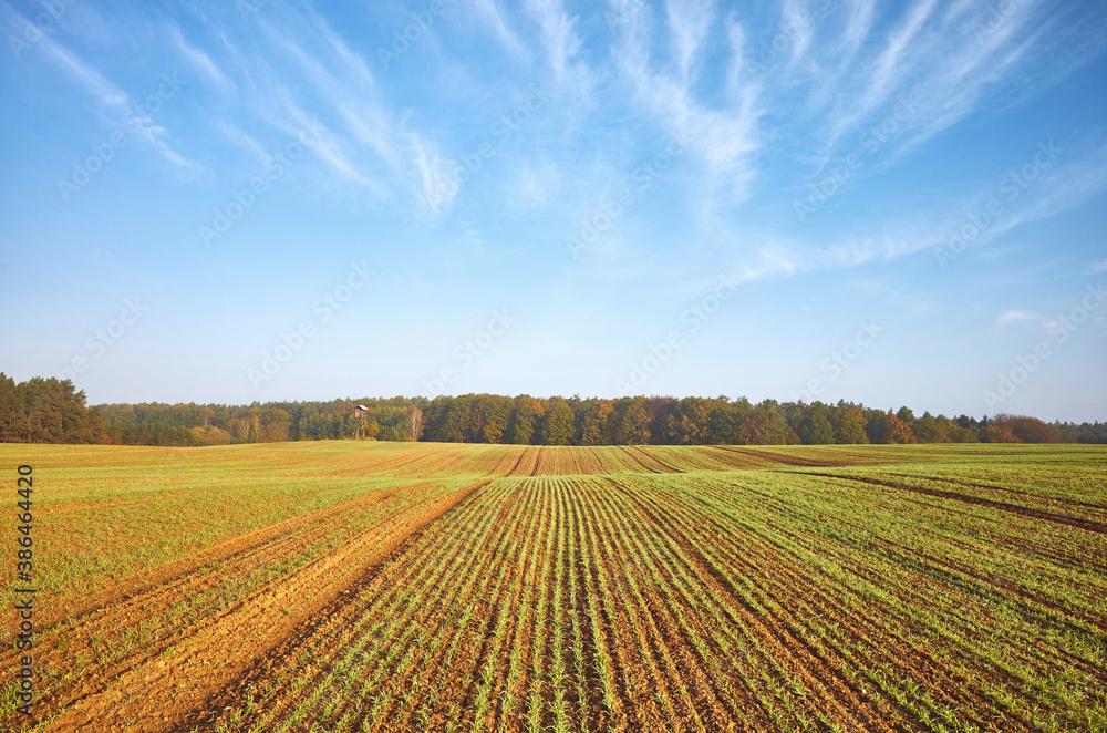 Autumn landscape with agricultural field and a forest.