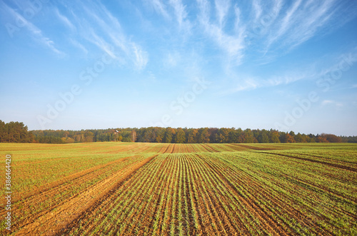 Autumn landscape with agricultural field and a forest.