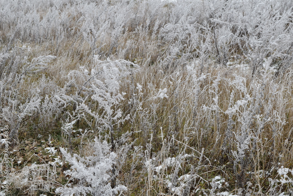 grass in the snow grass in the snow