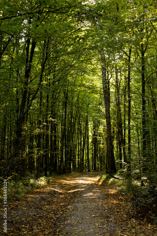 Fototapeta premium Beautiful trees in a sunny forest